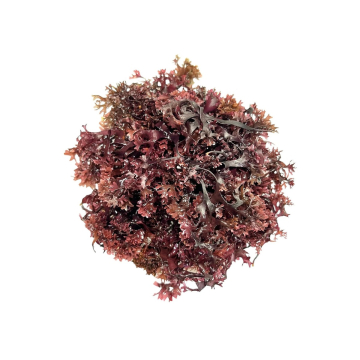 Connemara, BIO Sun Dried Purple Irish Seamoss, 250g